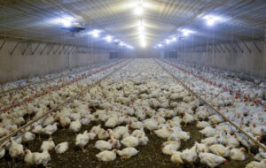 ایجاد زنجیره تولید مرغ در کرمان بیش از سه هزار میلیارد ریال هزینه دارد
